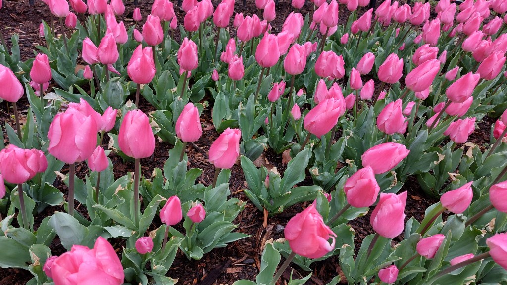 Tulpen zum Vierhundertsten